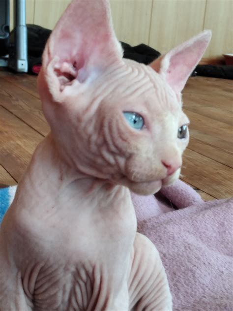 sphynx kittens florida|sphynx cat price usa.